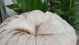Công Dụng Tổ Yến, Yến Sào Đối Với Trẻ Em